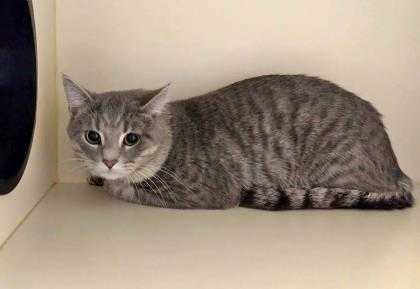 Adopt Kittan a Gray or Blue Domestic Shorthair / Domestic Shorthair / Mixed cat