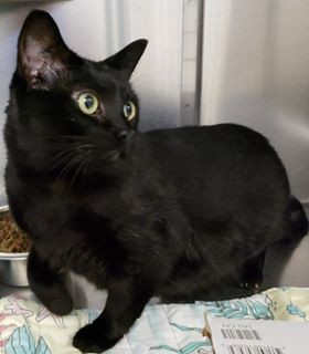 Adopt Brook a All Black Domestic Shorthair (short coat) cat in Loudon