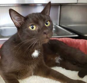 Adopt Harley a Brown or Chocolate (Mostly) Domestic Shorthair (short coat) cat