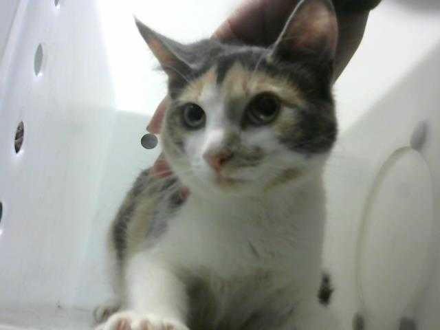 Adopt DREAMY a Calico or Dilute Calico Domestic Shorthair / Mixed (short coat)