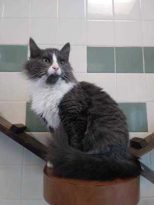 Adopt Dora a Gray or Blue Domestic Mediumhair / Domestic Shorthair / Mixed cat