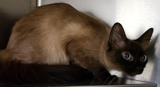 Adopt Kelsey a Brown or Chocolate (Mostly) Siamese (medium coat) cat in Loudon