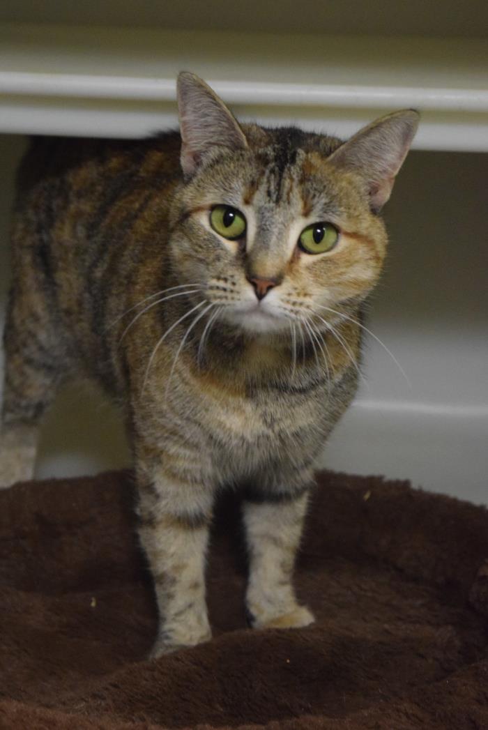 Adopt Gabby a Tortoiseshell