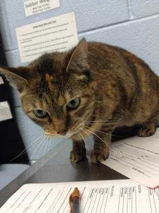 Adopt Lydia a Brown or Chocolate Domestic Shorthair / Domestic Shorthair / Mixed