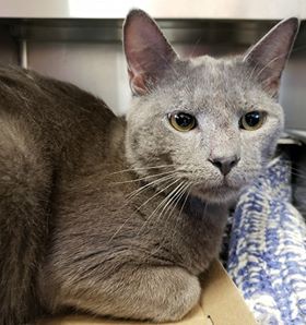 Adopt Noble a Gray or Blue Domestic Shorthair (short coat) cat in Loudon
