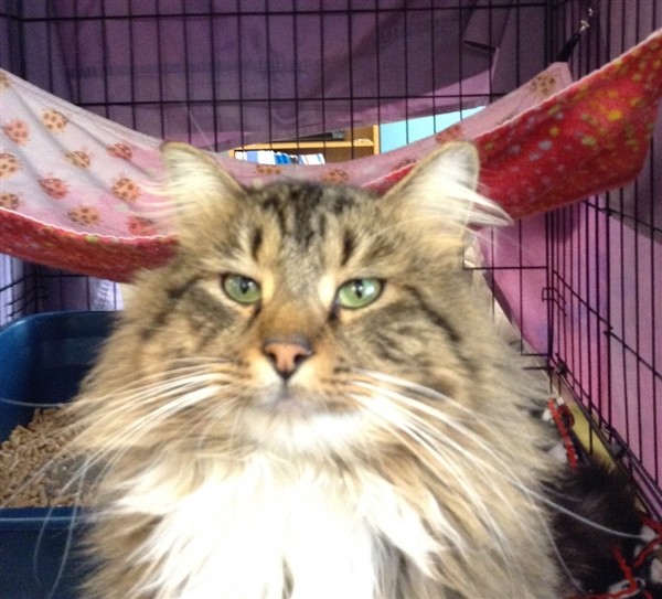Adopt Joel a Domestic Longhair / Mixed cat in Concord, NH (20697933)