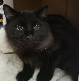 Adopt Shadow a All Black Domestic Longhair (long coat) cat in Loudon