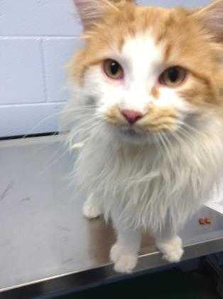 Adopt Scotty a Orange or Red Domestic Longhair / Domestic Shorthair / Mixed cat