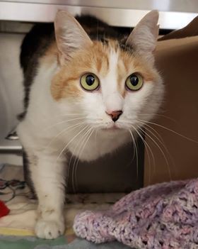 Adopt Lily a Calico or Dilute Calico Domestic Shorthair (short coat) cat in