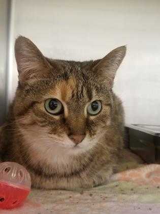 Adopt Tyra a Brown or Chocolate Domestic Shorthair / Domestic Shorthair / Mixed