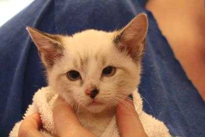 Adopt Milan a White Siamese / Domestic Shorthair / Mixed cat in New Orleans