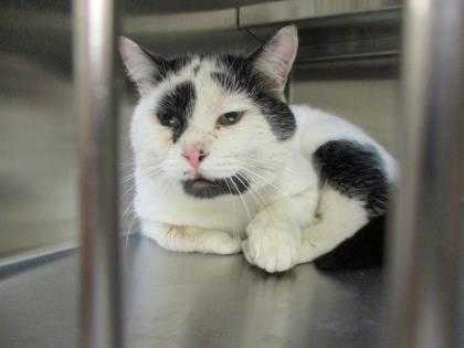 Adopt Ajax a White Domestic Mediumhair / Domestic Shorthair / Mixed cat in