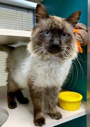 Adopt Alexzander a Brown or Chocolate Siamese / Domestic Shorthair / Mixed cat