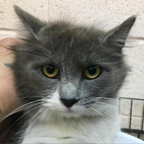 Adopt Wanda-80708 a Gray or Blue Domestic Shorthair cat in Las Cruces