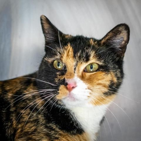 Adopt Libby-82271 a Tortoiseshell Domestic Shorthair cat in Las Cruces
