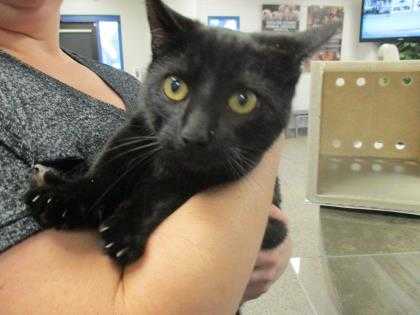 Adopt Katana a All Black Domestic Shorthair / Domestic Shorthair / Mixed cat in