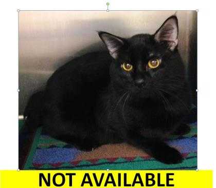 Adopt Benjamin a All Black Domestic Shorthair / Domestic Shorthair / Mixed cat