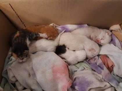 Adopt Kit 5 a White Domestic Shorthair / Domestic Shorthair / Mixed cat in