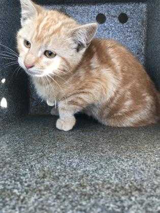 Adopt Puddin' a Orange or Red Domestic Shorthair / Domestic Shorthair / Mixed