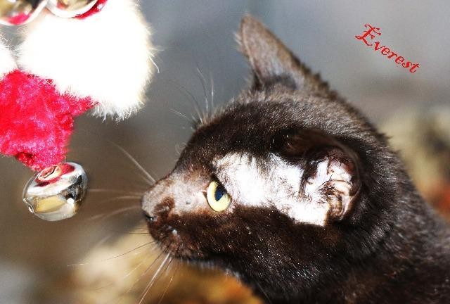 Adopt Everest a Domestic Shorthair / Mixed (short coat) cat in Batesville