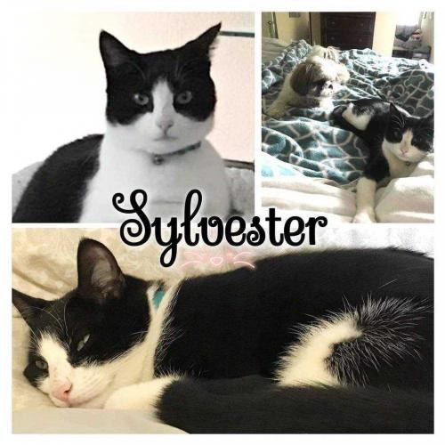 Adopt Sylvester a Domestic Shorthair / Mixed cat in Vacaville, CA (24659839)
