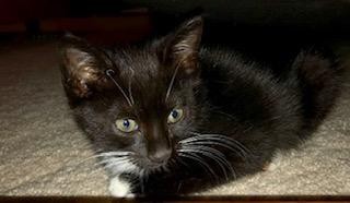 Adopt Billie 38448 a Domestic Shorthair / Mixed (short coat) cat in Newnan