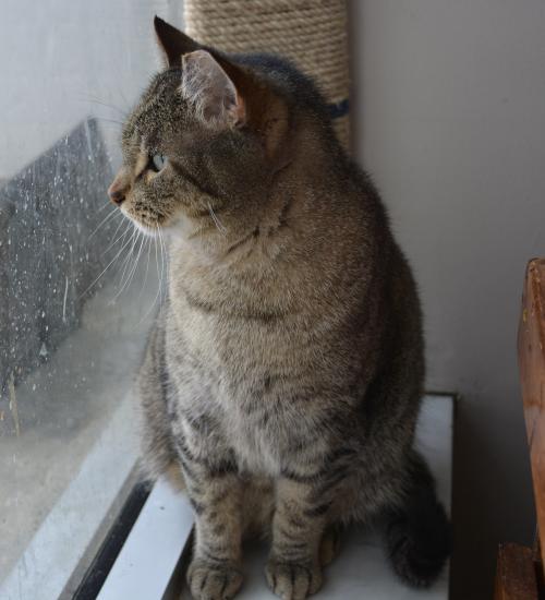 Adopt Stanley **Sponsored** a Domestic Short Hair, Tabby