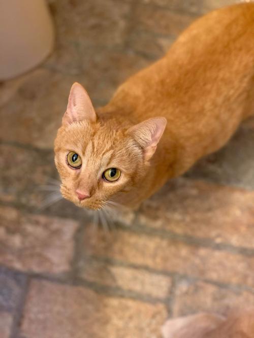 Adopt FLORENCE a Domestic Short Hair