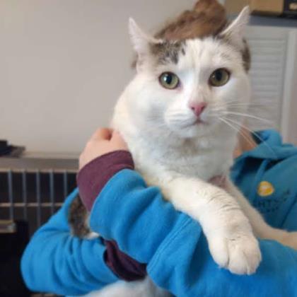 Adopt Puff a White Domestic Shorthair / Domestic Shorthair / Mixed cat in