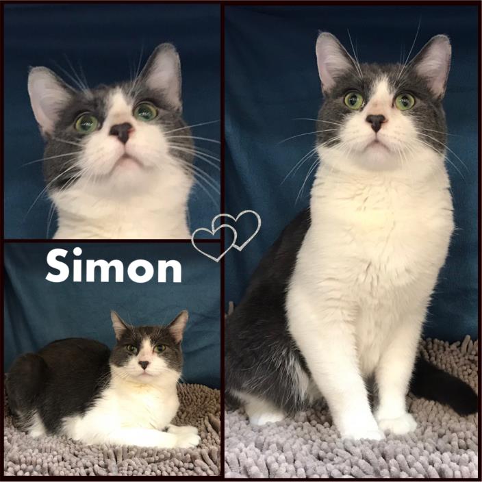 Adopt Simon a Domestic Short Hair