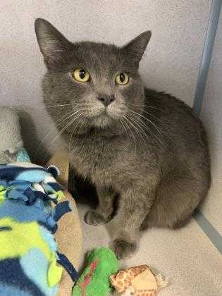 Adopt Paul Simon a Gray or Blue Domestic Shorthair / Domestic Shorthair / Mixed