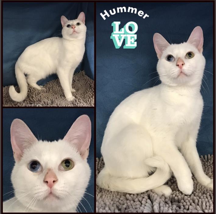 Adopt Hummer a Domestic Short Hair