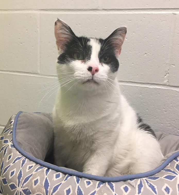 Adopt Danny DeVito a Domestic Short Hair