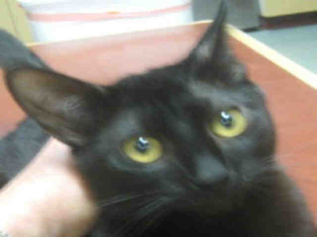 Adopt QUEENY a All Black Domestic Shorthair / Mixed (short coat) cat in
