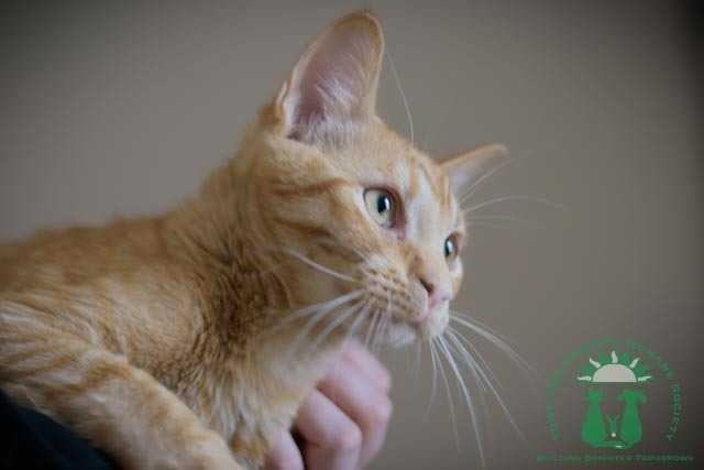 Adopt Sean Mendes a Orange or Red Tabby Domestic Shorthair cat in Papillion