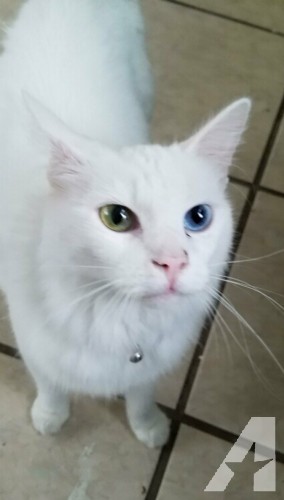 Hypoallergenic, gorgeous, rare odd eye Turkish angora