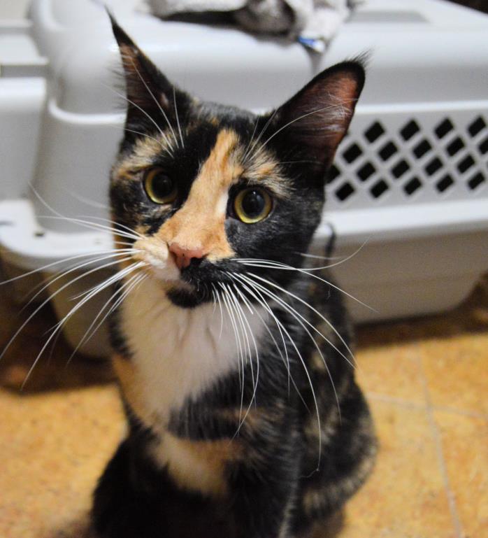 Adopt Snow White a Calico or Dilute Calico Calico (short coat) cat in Richmond