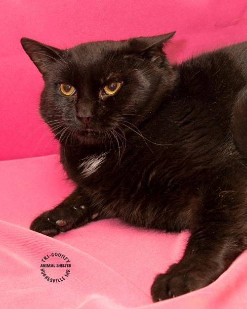 Adopt Peter a All Black Domestic Shorthair / Mixed (short coat) cat in