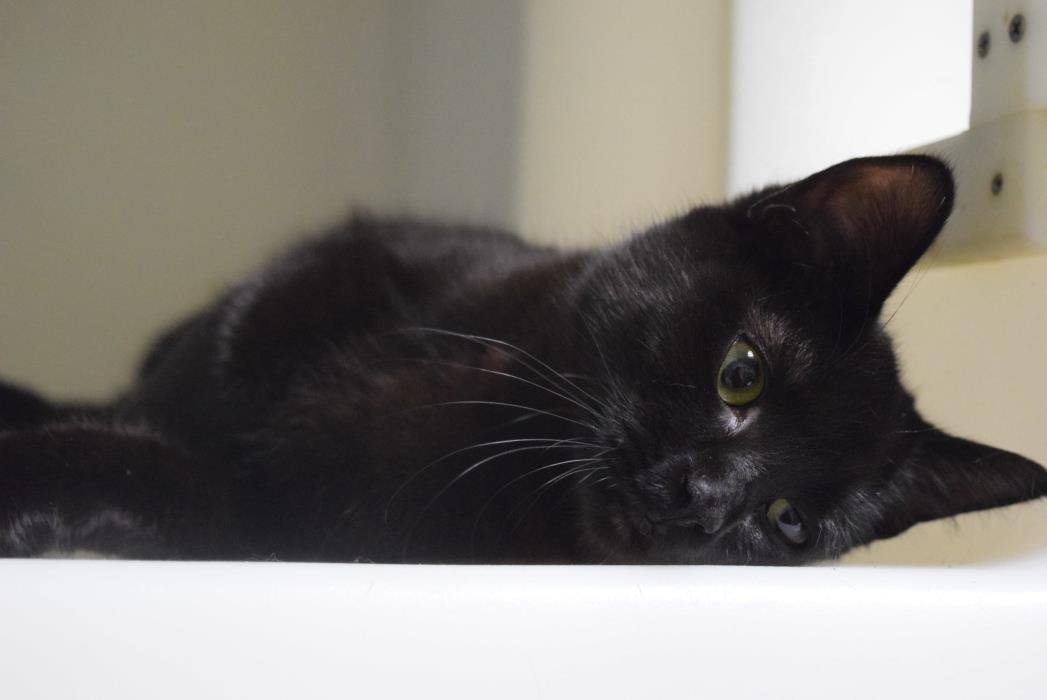 Adopt Little Britches a Domestic Short Hair