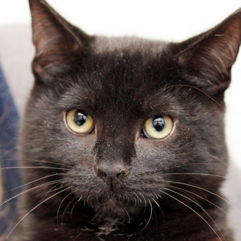 Adopt Zevon a All Black Domestic Shorthair cat in Middletown, RI (20716456)