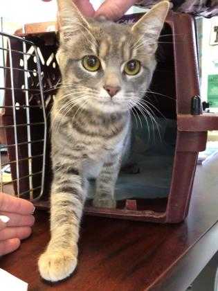 Adopt Adelaide a Gray or Blue Domestic Shorthair / Domestic Shorthair / Mixed