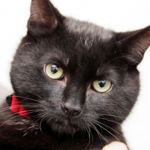 Adopt Alex a All Black Domestic Shorthair cat in Middletown, RI (20716457)