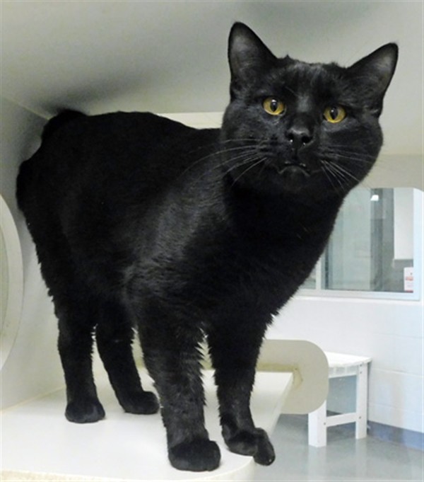 Adopt Cilantro a Domestic Shorthair / Mixed cat in Topeka, KS (24663820)