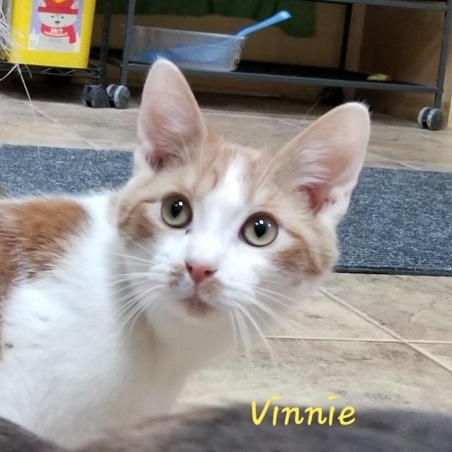 Adopt Vinnie a Domestic Shorthair / Mixed (short coat) cat in Cedar Rapids