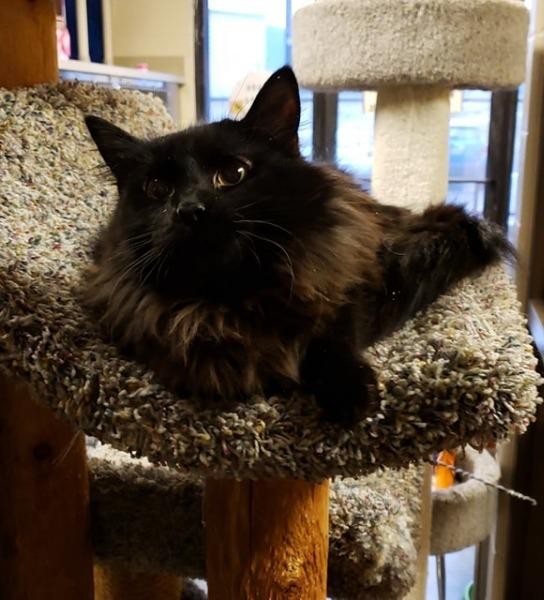 Adopt KESSLER a Domestic Longhair / Mixed (long coat) cat in Wintersville