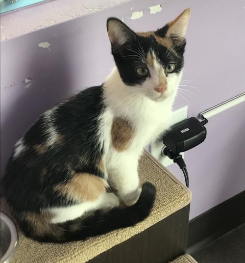 Adopt Ember a Calico or Dilute Calico Domestic Shorthair / Mixed (short coat)
