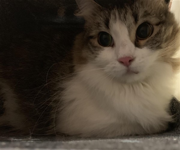 Adopt Sam a Domestic Mediumhair / Mixed cat in Birmingham, AL (24663753)