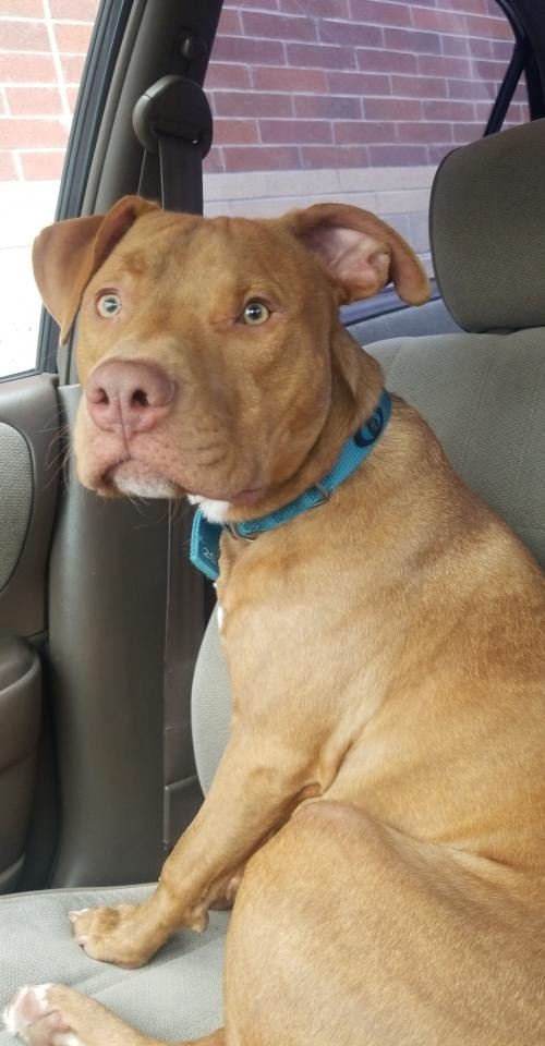 Adopt Bandit a Brown/Chocolate - with White Pit Bull Terrier / Mixed dog in