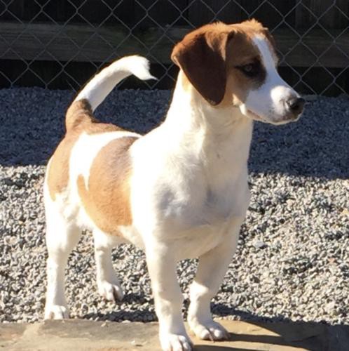 Adopt Buddy (TIA) a Brown/Chocolate - with White Dachshund / Beagle / Mixed dog