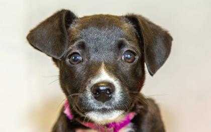Adopt Winnie a Black Border Collie / Mixed dog in Dayton, OH (24680177)